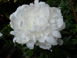 Paeonia lactiflora, 'Elsa Sass' herbaceous peony PICK UP