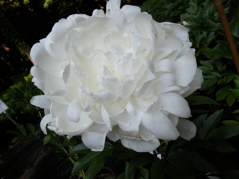 Paeonia lactiflora, 'Elsa Sass' herbaceous peony PICK UP