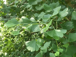 Ginkgo biloba 'Emperor of Dongting' Female Ginkgo