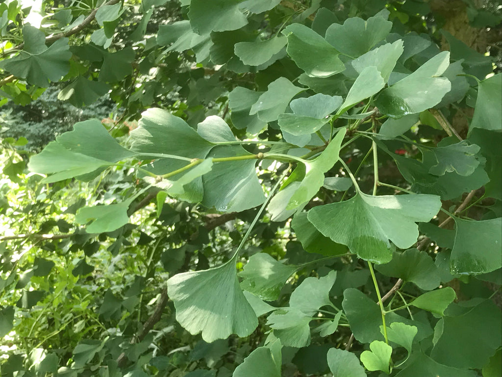 Ginkgo biloba, 'Caesar' Male Ginkgo – Cricket Hill Garden