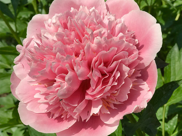 Paeonia, 'Etched Salmon' hybrid herbaceous peony