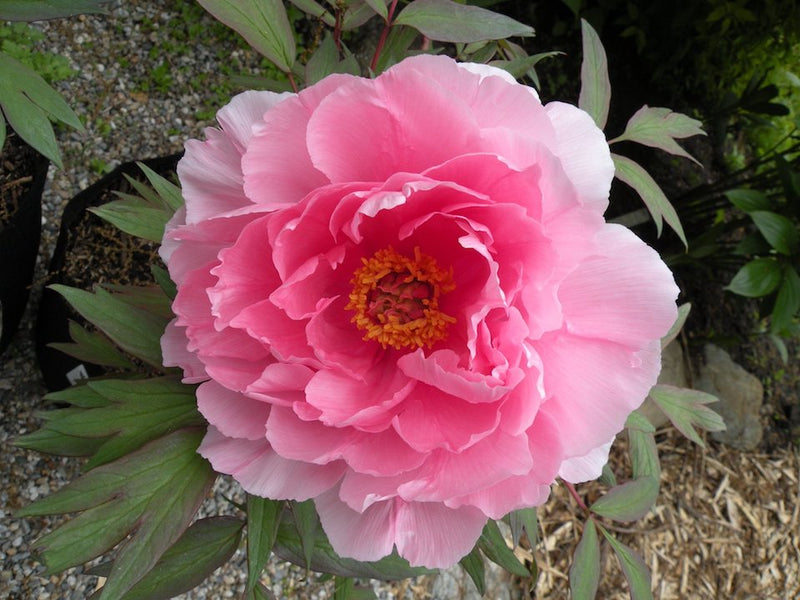 Paeonia suffruticosa, Pink Japanese tree peony POTTED