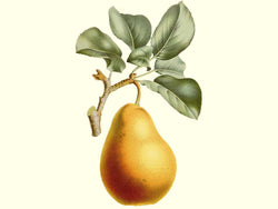 Pyrus communis, 'Rousselet de Reims' European pear
