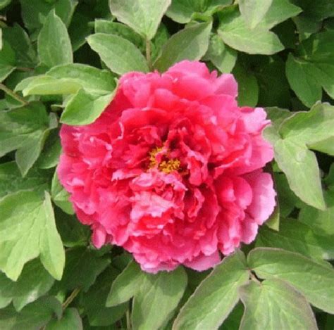 Paeonia suffruticosa, Surprise Red Japanese tree peony POTTED