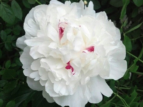 Paeonia lactiflora, 'Festiva Maxima' heirloom herbaceous peony