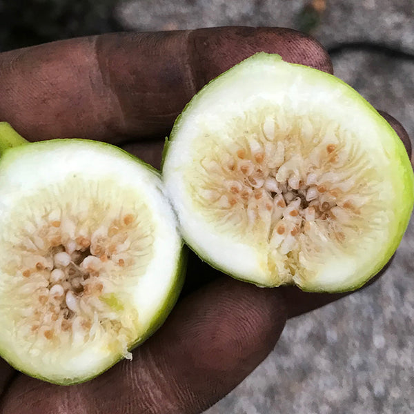 ficus_carica_dinunzio_white_fi