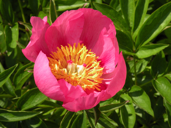 Firelight, hybrid herbaceous peony