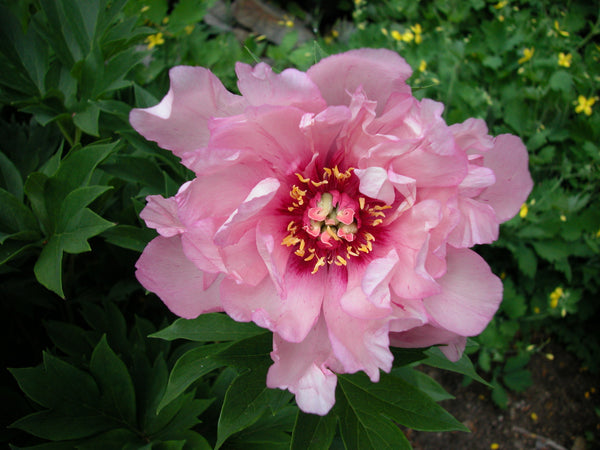 Paeonia, 'First Arrival' intersectional 'Itoh' peony