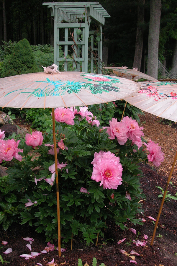 Paeonia, 'First Arrival' intersectional 'Itoh' peony