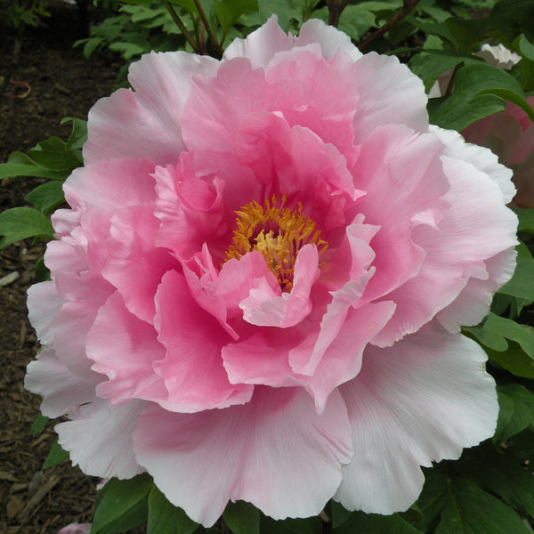 Floral Rivalry | Japanese Tree Peony, Pesticide-Free – Cricket