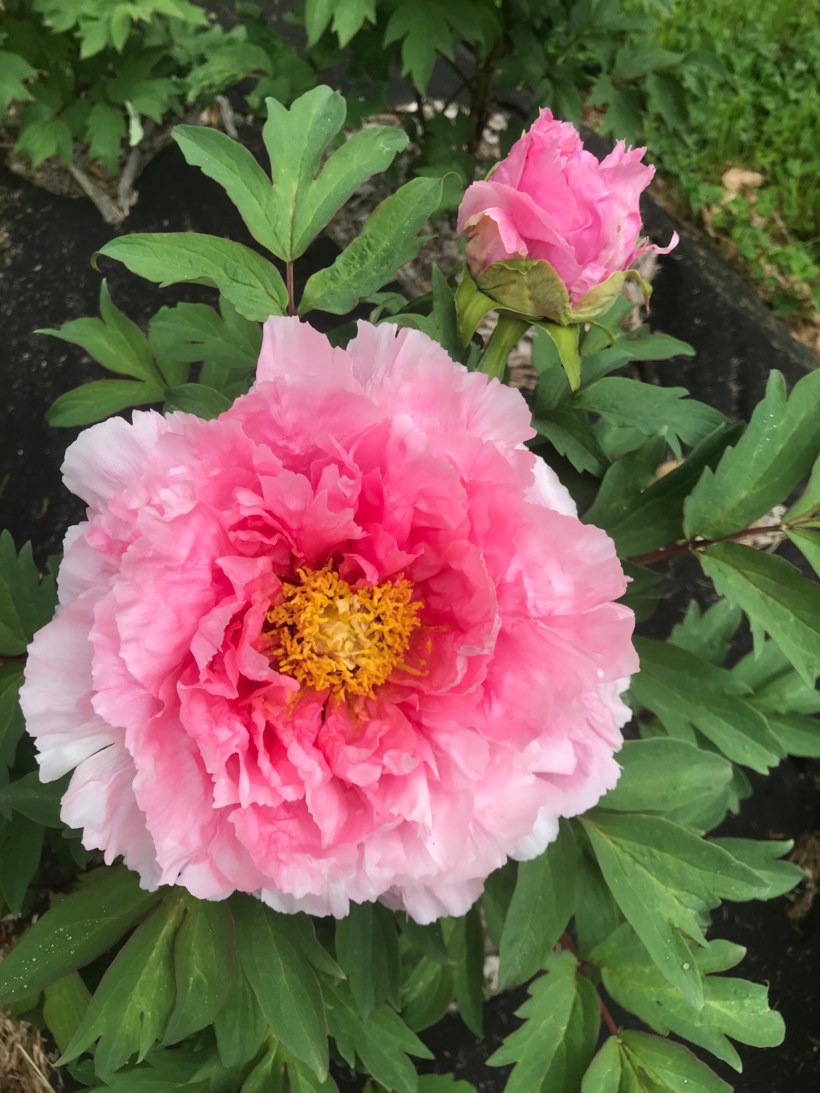 Floral Rivalry | Japanese Tree Peony, Pesticide-Free – Cricket