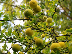 Poncirus trifoliata, 'Flying Dragon' Hardy Citrus