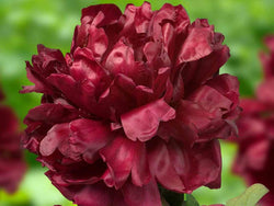 Paeonia lactiflora, 'Francois Ortegat' Heirloom French herbaceous peony PICK UP