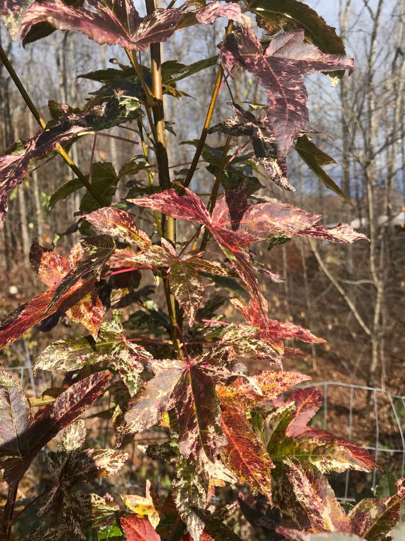 Liquidambar styraciflua 'Frosty' Variegated Sweetgum