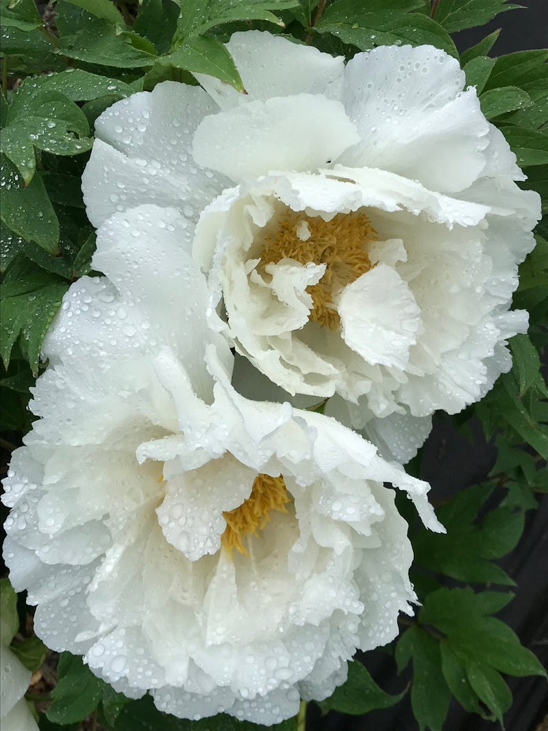 Paeonia, 'Garden Fairy' hybrid tree peony