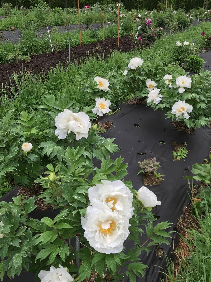 Paeonia, 'Garden Fairy' hybrid tree peony