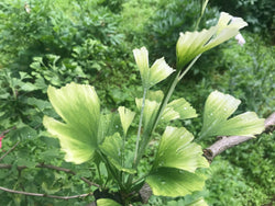 Ginkgo biloba, 'Snow Cloud' variegated Ginkgo