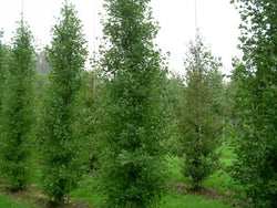 Ginkgo biloba, 'Grindstone' Ginkgo