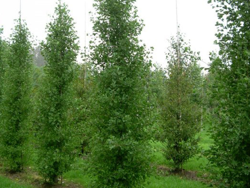 Ginkgo biloba, 'Grindstone' Ginkgo