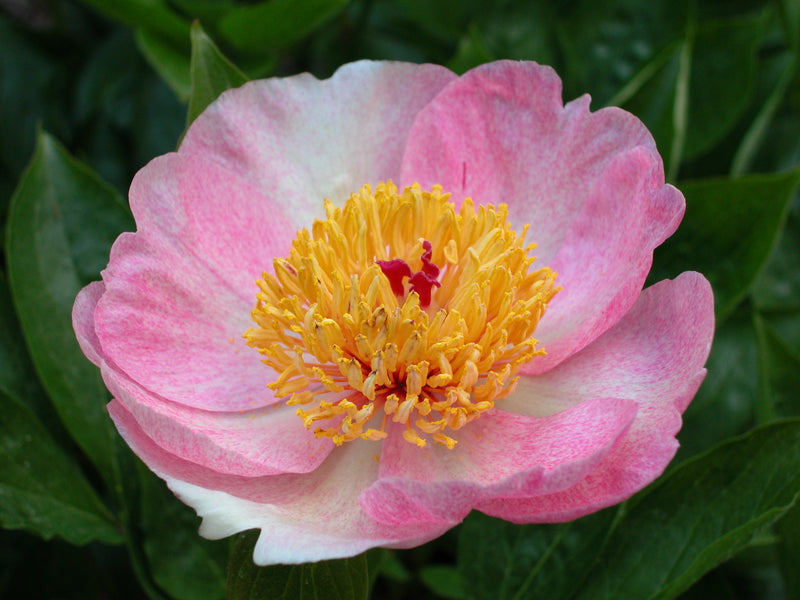 Paeonia, 'Gloria's Angel' hybrid herbaceous peony