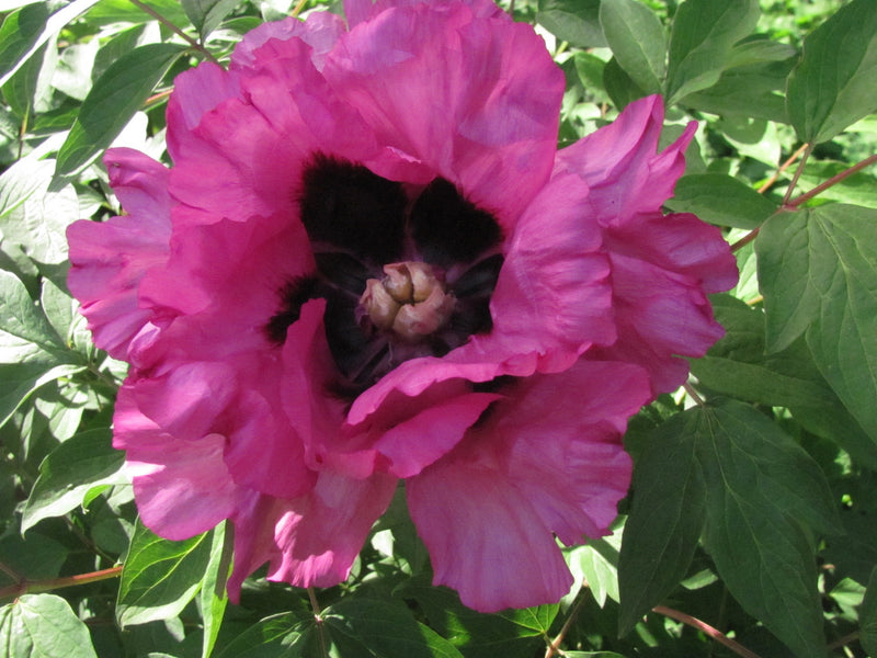 Paeonia rockii, 'Glorious Journey' Chinese rockii tree peony
