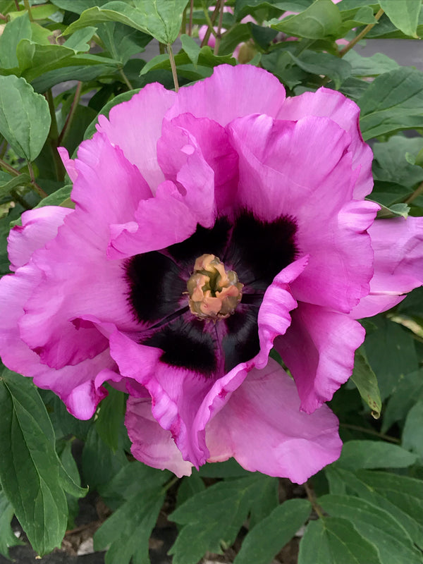 Paeonia, 'Glorious Journey' Chinese tree peony