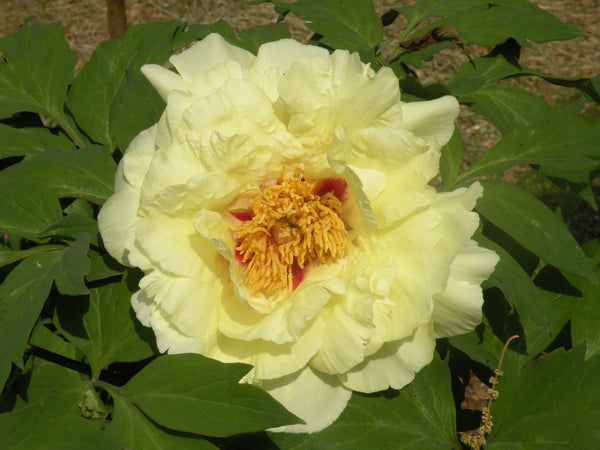 Paeonia suffruticosa, 'Golden Crown' Japanese tree peony