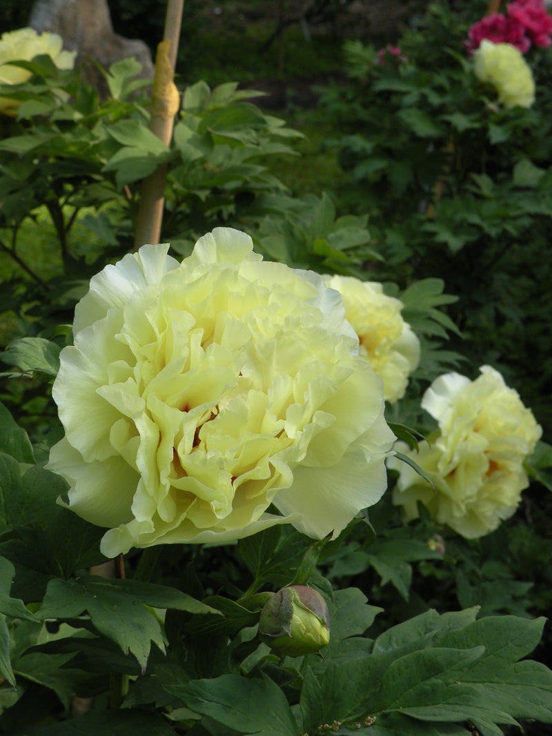Paeonia suffruticosa, 'Golden Crown' Japanese tree peony