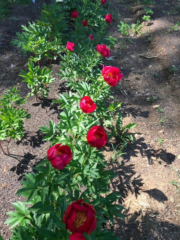 Paeonia, 'Good Cheer' hybrid herbaceous peony