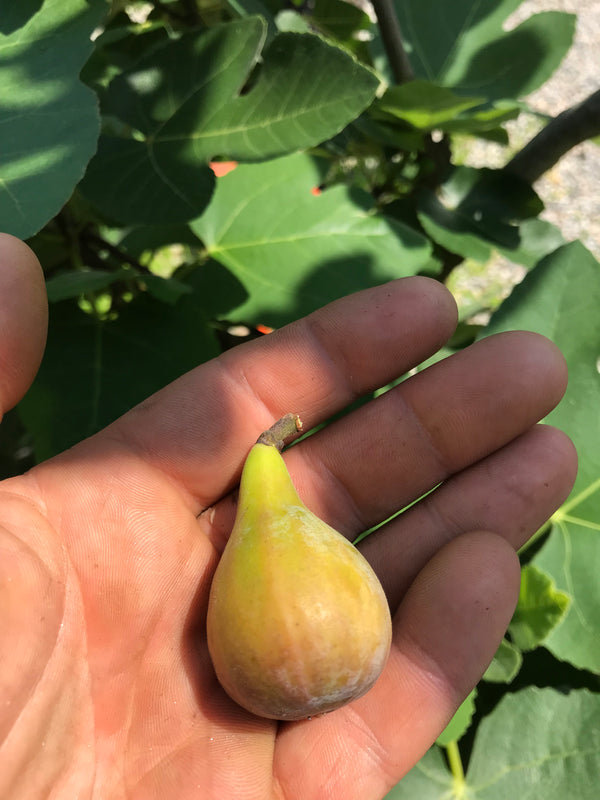 Ficus, Brown Turkey type fig from Greenpoint