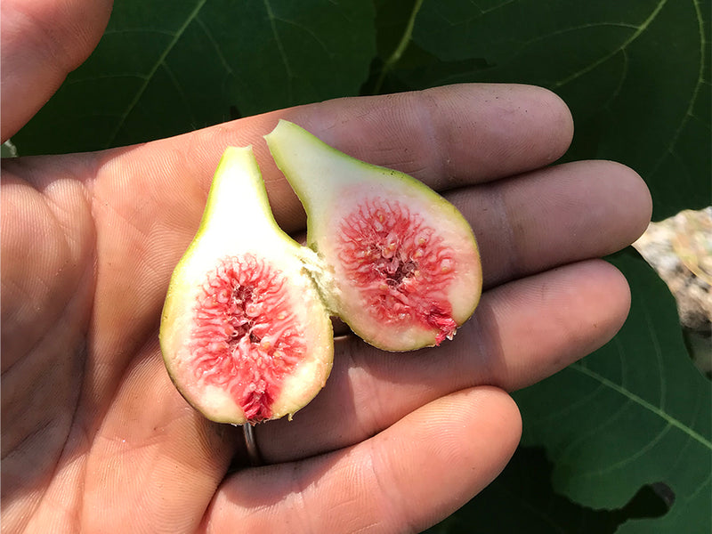 Ficus, Brown Turkey type fig from Greenpoint