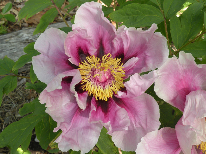 Paeonia, 'Guardian of the Monastery' tree peony