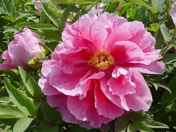 Paeonia suffruticosa, Surprise Pink Japanese tree peony