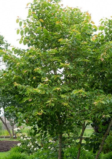 Tilia henryana, 'Henry's Lime'