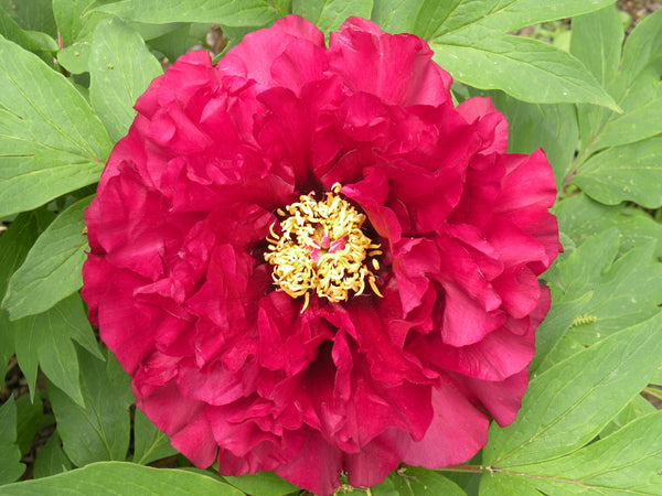 Paeonia, 'Hephestos' hybrid tree peony