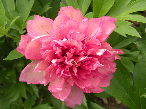 Paeonia, 'Hillary' intersectional 'Itoh' peony