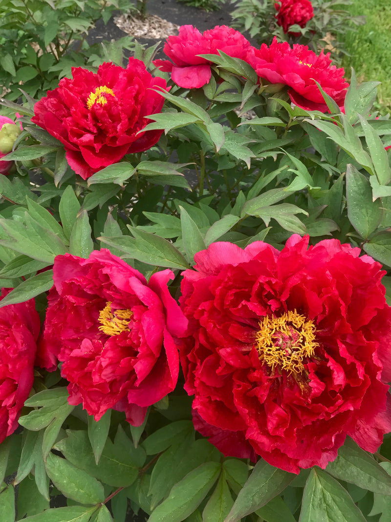 tree peony bonsai Paeonia suffruticosa, 'Charming Age' Japanese tree peony