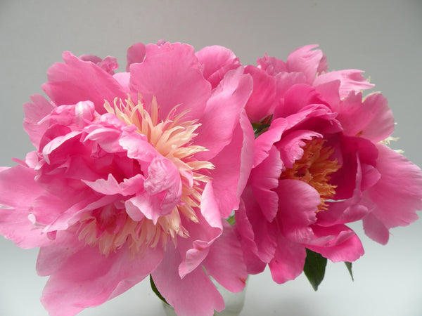 Paeonia, 'Hope's Star of Heaven' hybrid herbaceous peony