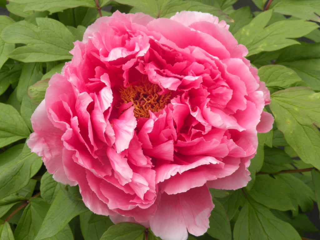 Treasure Mountain, Japanese Tree Peony – Cricket Hill Garden