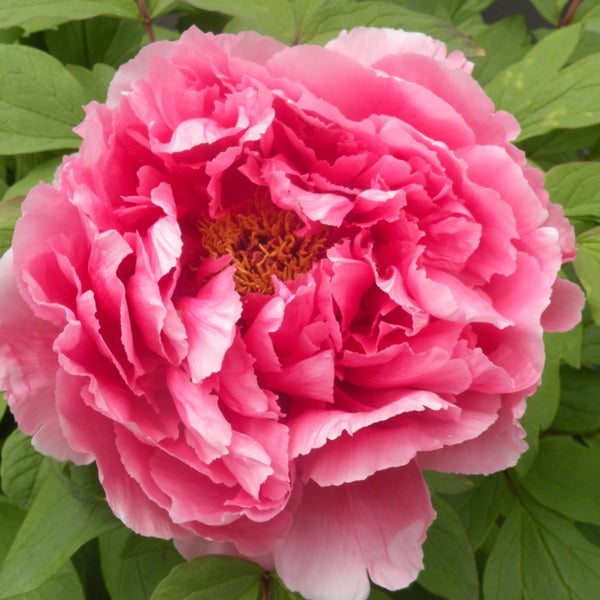 hozan_600x600_crop_center.jpg?