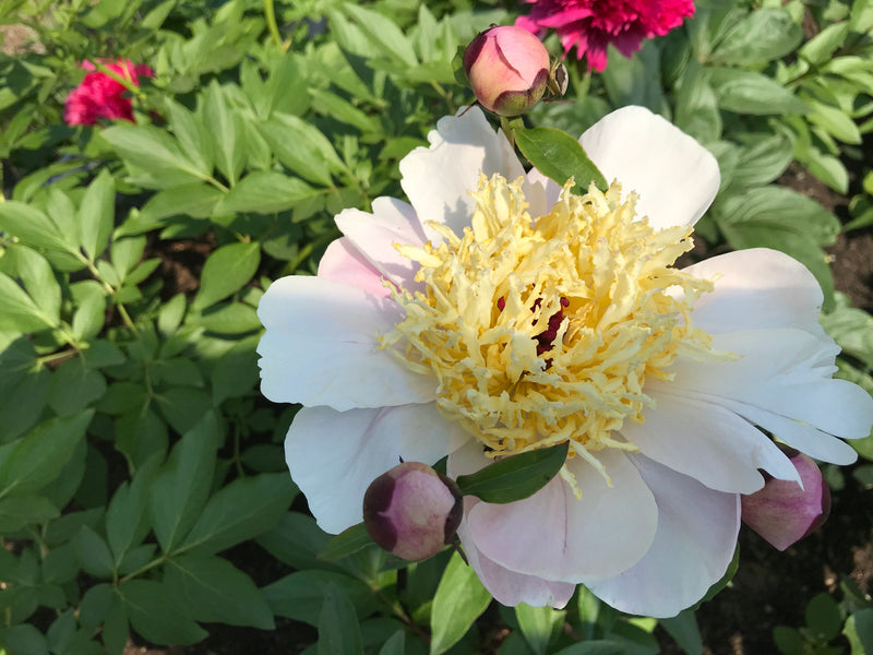 Paeonia lactiflora, 'Painting with a Kingfisher Feather' Chinese herbaceous peony