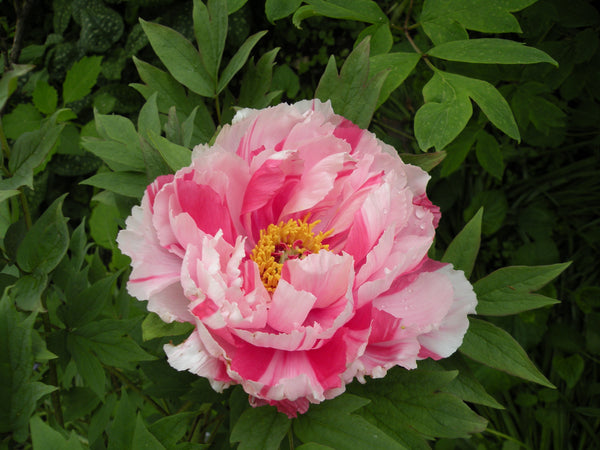 Paeonia suffruticosa, 'Island Brocade' Japanese tree peony
