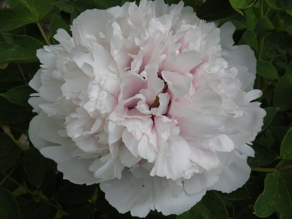 Paeonia rockii, 'Jade Crown Blue Belt' Chinese rockii tree peony