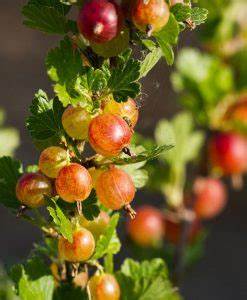Gooseberry, 'Jahn's Prarie'