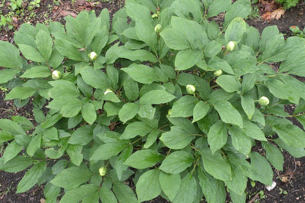 Paeonia japonica, Woodland Herbaceous Peony
