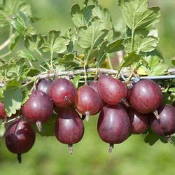 Gooseberry, 'Jeanne'