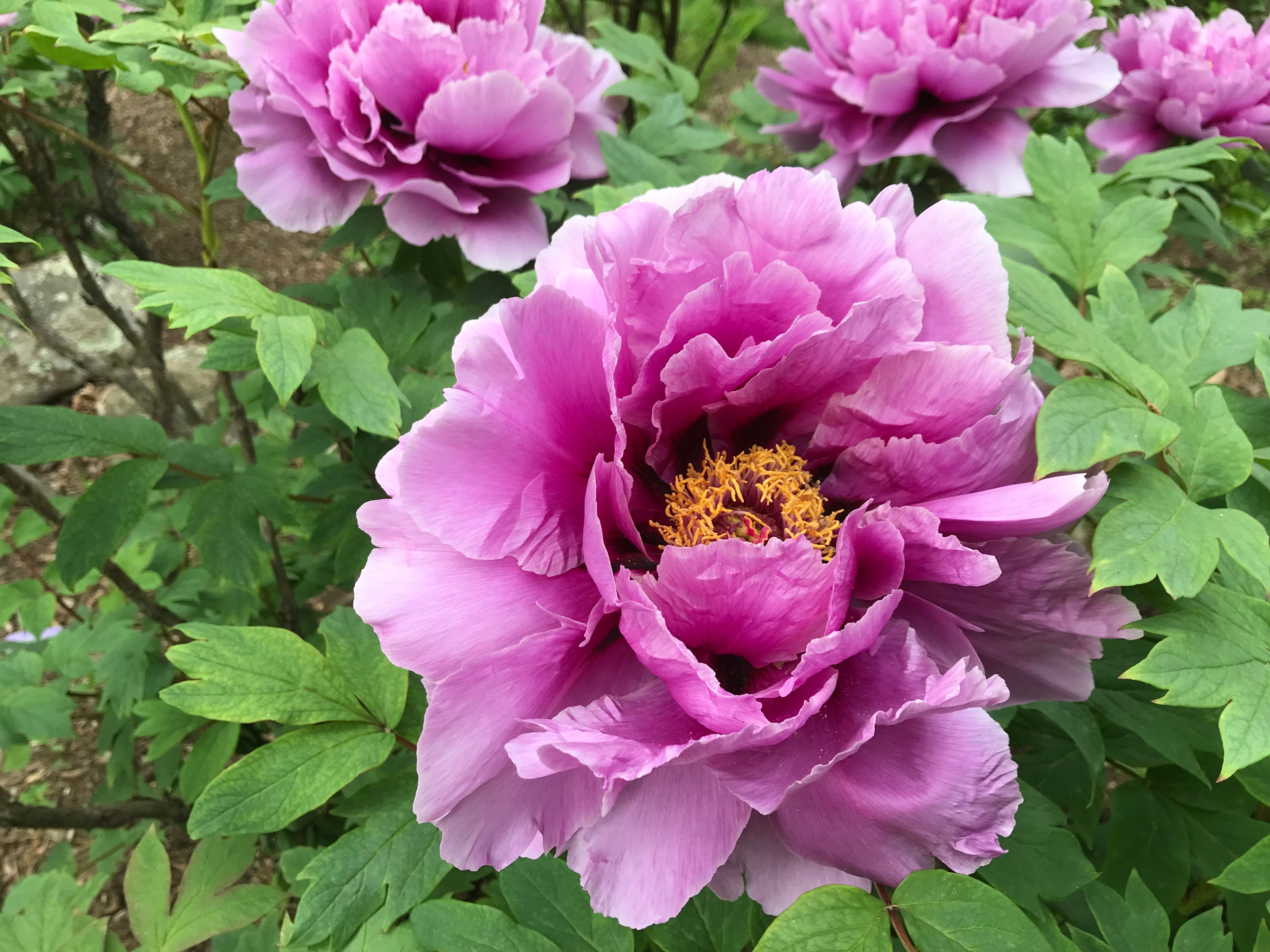 Joy of Longevity | Japanese Tree Peony, Pesticide-Free – Cricket Hill