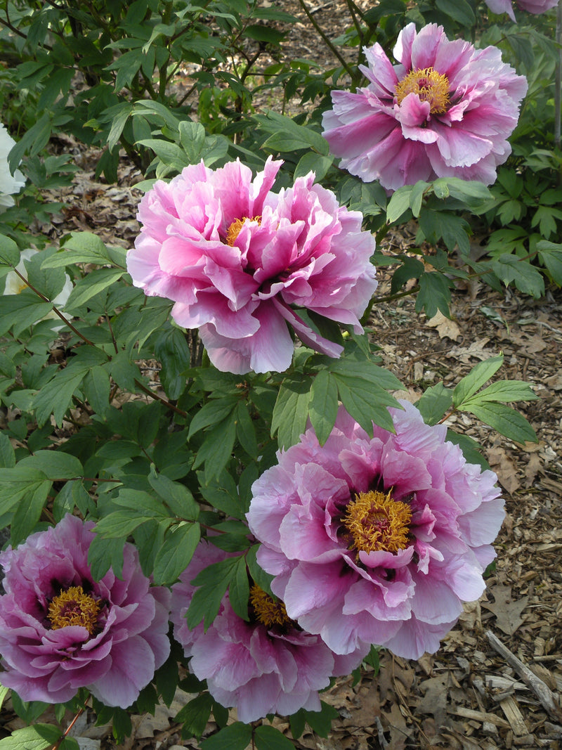 Paeonia suffruticosa, 'Joy of Longevity' Japanese tree peony