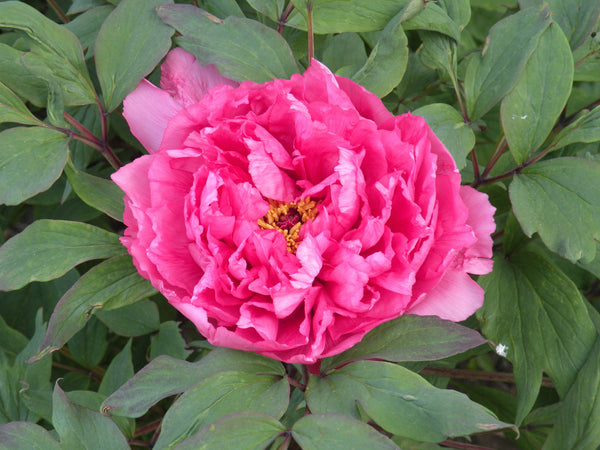 Paeonia suffruticosa, 'Dancing Kagura Lion' Japanese tree peony