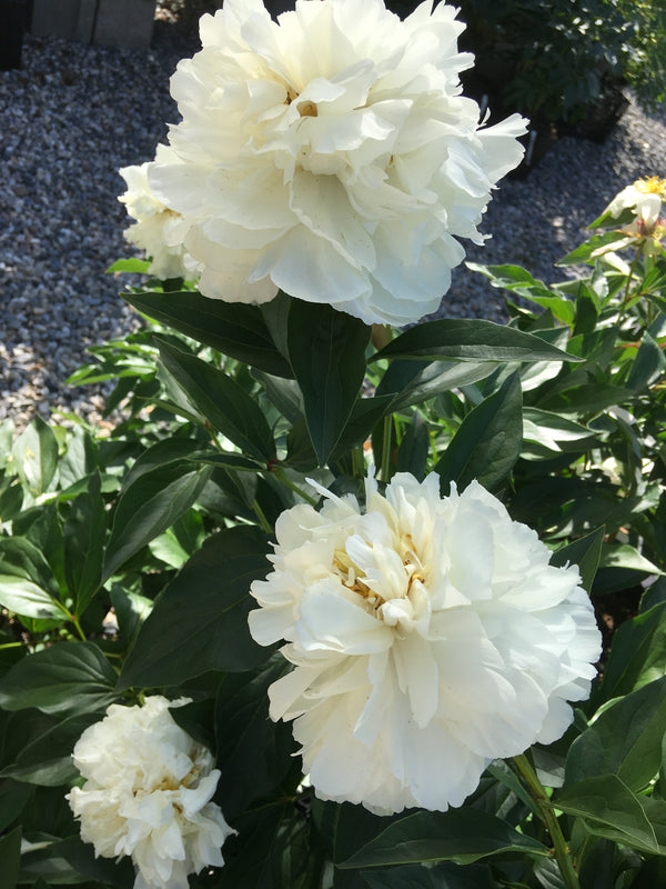 Paeonia lactiflora, 'Kelway's Glorious' herbaceous peony PICK UP